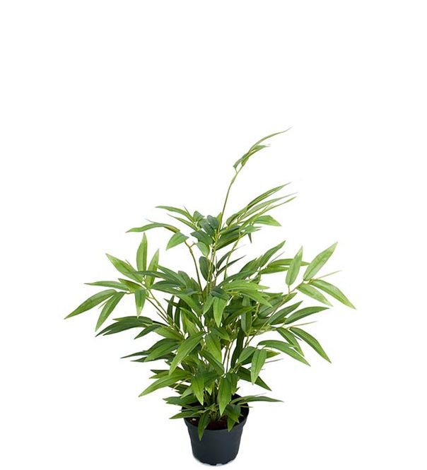 Hovedbilde Bambus i potte 45 cm 