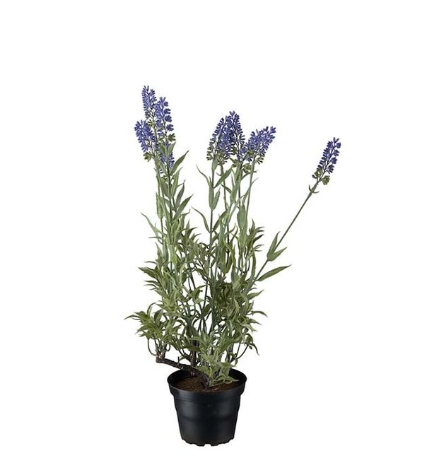 Hovedbilde Lavendel 45 cm 