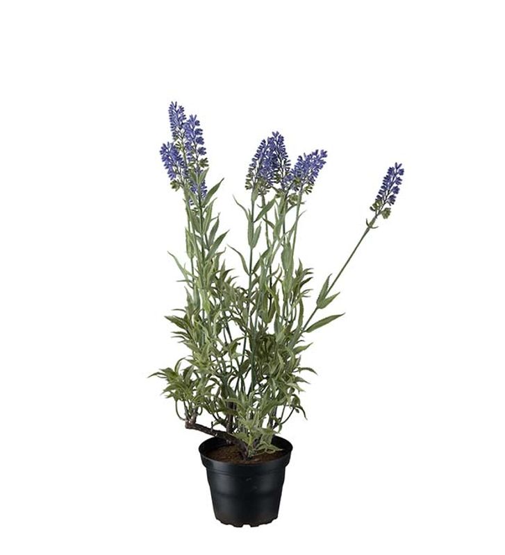 Lavendel 45 cm 
