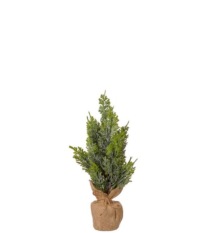 Cypress i krukke, H:40 cm